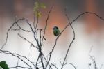 Blue Tit (cyanistes Caeruleus) Perching On A Briar Stock Photo