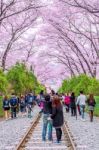 Jinhae,korea - April 4 : Jinhae Gunhangje Festival Is The Largest Cherry Blossom Festival In Korea.tourists Taking Photos Of The Beautiful Scenery Around Jinhae,korea On April 4,2015 Stock Photo