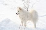 Samoyed White Dog On Snow Stock Photo