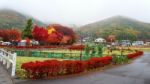 Autumn Foliage At Maple Corridor, Kawaguchiko Stock Photo