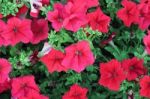 Red Petunias Stock Photo