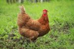 Chicken In Farm Stock Photo