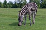 Zebra On The Field Stock Photo