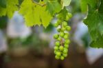 Young Green Grapes Stock Photo