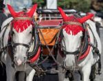 Horses In The Old Town Square In Prague Stock Photo