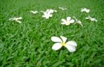 Plumeria On Grass Stock Photo