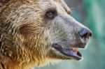 Brown Bear In A Zoo Stock Photo