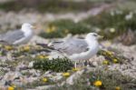 Young Seagulls Near The Cliffs Stock Photo