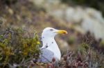 Seagull Bird In The Wild Stock Photo