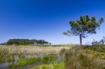 Small Patch Of Trees And Pond Stock Photo