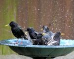 Bath Time Stock Photo