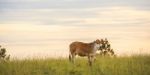 Country Cow Stock Photo