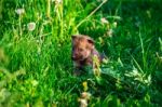 Gray Wolf Cubs In A Grass Stock Photo