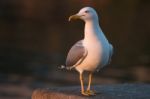 Seagull In The Seashore Stock Photo