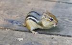 Image Of A Cute Funny Chipmunk Eating Something Stock Photo