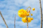 Yellow Silk Cotton Or Cochlospermum Regium Stock Photo