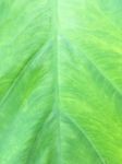 Carbon Leaf Texture Stock Photo