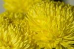 Yellow Chrysanthemum Flower Petals Stock Photo