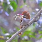 Female Banded Kingfisher Stock Photo