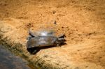 Fuengirola, Andalucia/spain - July 4 : Turtles In The Bioparc Fu Stock Photo