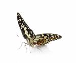 Butterfly Isolated On White Background Stock Photo