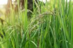 Growing Rice On Field Stock Photo