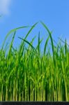 Green Grass Stock Photo