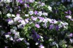 Closeup Of Brunfelsia Uniflora Flower Stock Photo