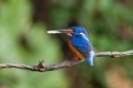 Blue-eared Kingfisher (male) Stock Photo