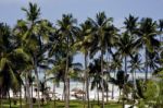 Palm And Coastline In  Zanzibar Stock Photo