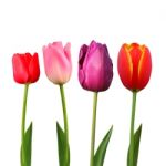 Tulips Stock Photo