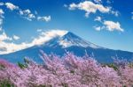 Fuji Mountain And Cherry Blossoms In Spring, Japan Stock Photo