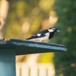 Small Magpie Lark Outside In The Afternoon Stock Photo