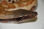 Red Blood Python Stock Photo