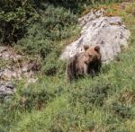 Brown Bear In Asturian Lands Stock Photo