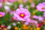 Colorful Cosmos Flower Blooming In The Field Stock Photo