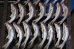 The Dried Fish At Market Stock Photo