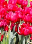 Colorful Tulips In Garden Stock Photo