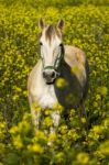 White Horse On A Landscape Field Of Yellow Flowers Stock Photo