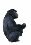 Chimpanzee Stock Photo