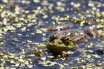 Marsh Frog Stock Photo