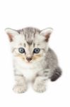 Cute Kitten Stock Photo