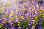 Brazilian Snapdragon Or Blue Hawaii Flower In The Meadow Stock Photo