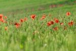 Poppies Stock Photo