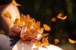 Butterflies On Hand Stock Photo