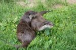 Eurasian Otter (lutra Lutra) Stock Photo