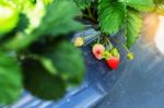 Strawberry On The Plants Stock Photo