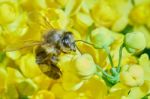 Bee On Flowering Shrubs Stock Photo