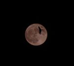 Red Kite Moon Stock Photo