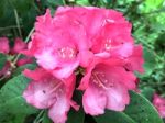 Rhododendron-flowers,in Park Stock Photo